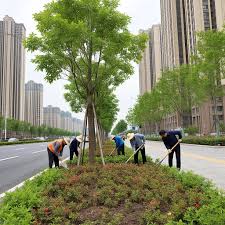 上虞绿化苗木市场如何